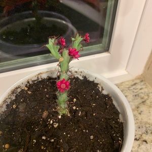 Meet your Posher, Janeth